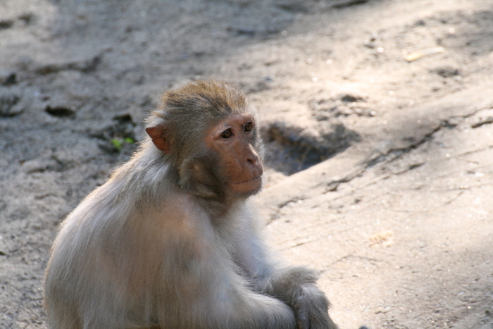 pensive rhesus monkey (Macaca mulatta)