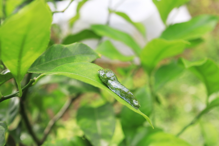 Larvae of the Nagasakia swallowtail butterfly on a leaf