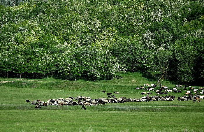 The countryside around Karpineni, where my mother, Tatiana Protasova, and others live. The countryside around Karpineni, where my mother, Tatiana Protasova, and others live. A herd of sheep and goats can be seen in Karpineni, May 26, 2022  photo by Naohiro Yamada.