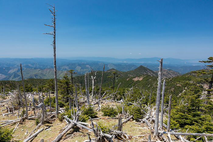 Standing dead near the summit of Mt. Hachikyogatake, Nara Pref. The ridge line to Mt. Tosen  slightly right of center  is in the middle view. Mt. Kongo and Mt. Yamato Katsuragi on the right in the distant view.