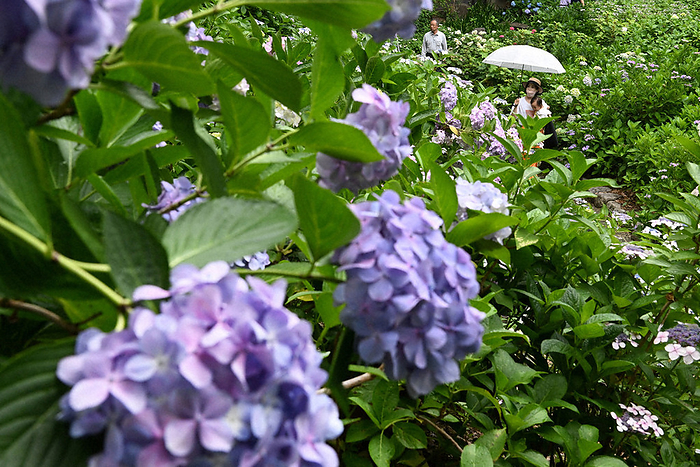 Hydrangeas at Osaka Municipal Nagai Botanical Garden at their best Hydrangeas at Osaka Municipal Nagai Botanical Garden at their best on the morning of June 14, 2022 in Higashisumiyoshi Ward, Osaka City. Photo by Takehiko Onishi at 10:13 a.m.