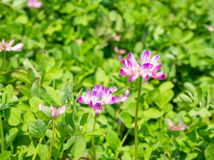 Lotus flowers bloom in the field in spring
