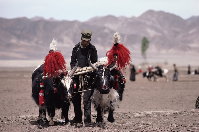 Man and Yaks Tibet, Photo by J. A. Kraulis / Design Pics