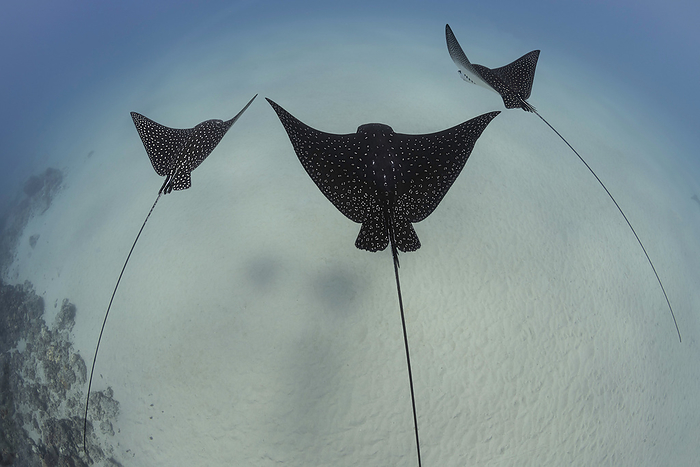 Three Spotted eagle rays (Aetobatis narinari) swimming in a row. These rays reach over six feet in wingspan and are related to sharks; Hawaii, United States of America, Photo by Dave Fleetham / Design Pics