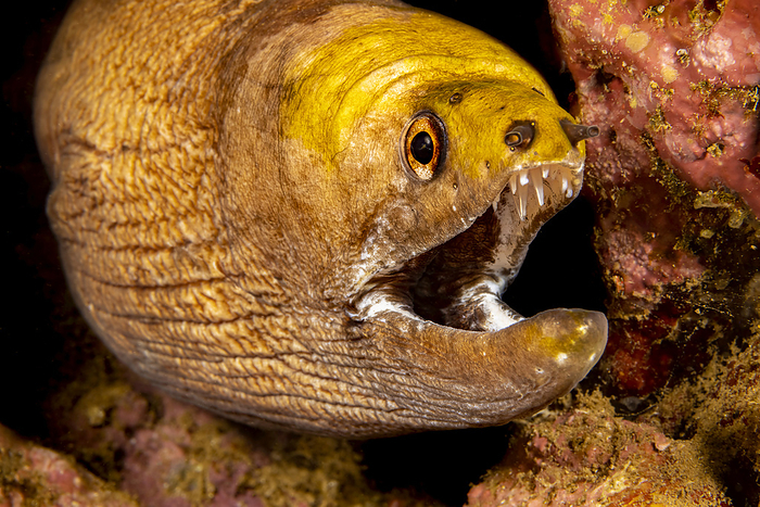 Close look at the mouth of a Yellow-headed moray eel (Gymnothorax rueppelliae); Hawaii, United States of America, Photo by Dave Fleetham / Design Pics