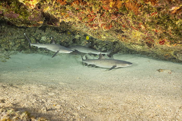 Whitetip reef sharks (Triaenodon obesus) are one of the few species of sharks that can stop and rest on the bottom; Hawaii, United States of America, Photo by Dave Fleetham / Design Pics