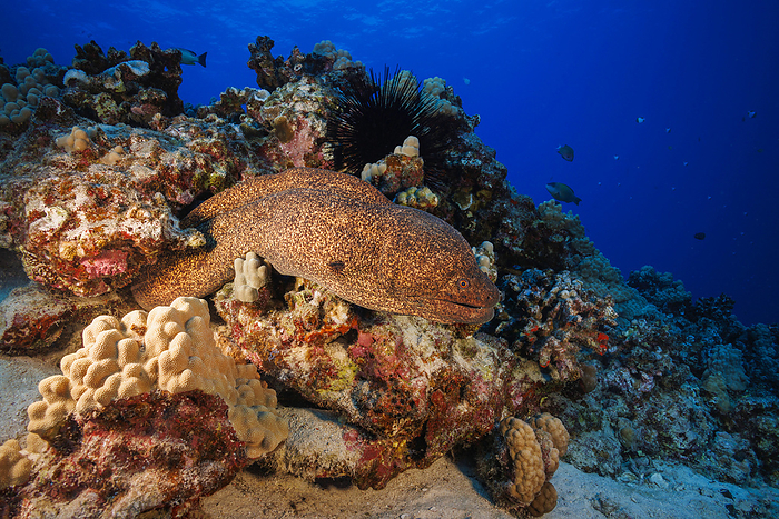 Underwater View Of A Yellowmargin Moray Eel (Gymnothorax Flavimarginatus) surveying the surrounding reef; Hawaii, United States Of America, Photo by Dave Fleetham / Design Pics