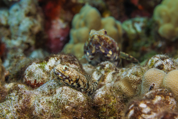 Pair of twospot lizardfish (Synodus binotatus). These are an ambush predators often burying themselves into a sandy bottom to hide; Hawaii, United States of America, Photo by Dave Fleetham / Design Pics