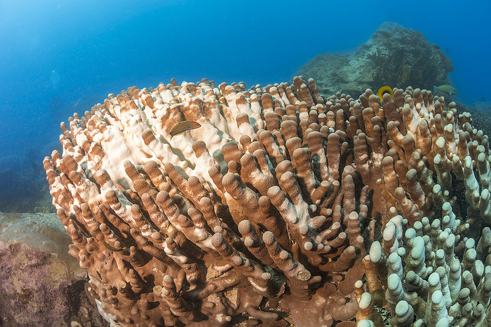 This hard coral colony in the Pacific has begun to bleach, expelling its symbiotic zooxanthellae, consequences of global climate change and climate warming; Yap, Micronesia, Photo by Dave Fleetham / Design Pics