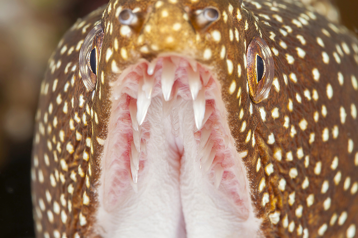 Tooth of the upper jaw of a moray eel A close look at the mouth of a Whitemouth moray eel  Gymnothorax meleagris  showing the needle sharp teeth in the upper jaw for holding prey  Hawaii, United States of America, Photo by Dave Fleetham   Design Pics