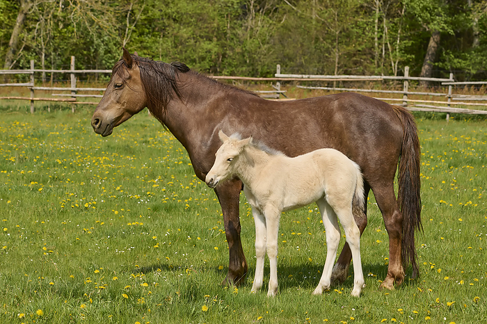 Portrait of a foal with mare (Equus ferus caballus) standing beside each other in a green pasture in spring; Europe, Photo by Raimund Linke / Design Pics