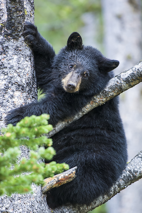 Portrait of an American black bear cub (Ursus americanus) looking at camera and climbing a tree in Yellowstone National Park. The American black bear is one of eight species of bear in the world and one of three on the North American continent; Wyoming, United States of America, Photo by Tom Murphy / Design Pics