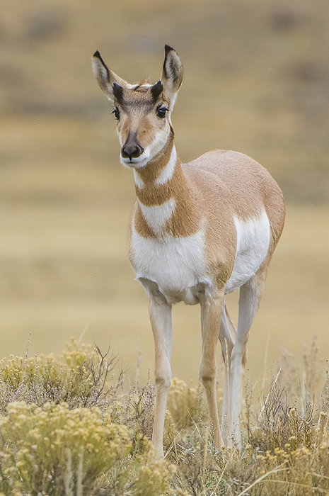 Portrait of a pronghorn antelope doe (Antilocapra americana) standing in a field and looking at the camera in Yellowstone National Park. Pronghorn antelope are beautiful, skittish and can outrun every animal in the Western Hemisphere; Wyoming, United States of America, Photo by Tom Murphy / Design Pics
