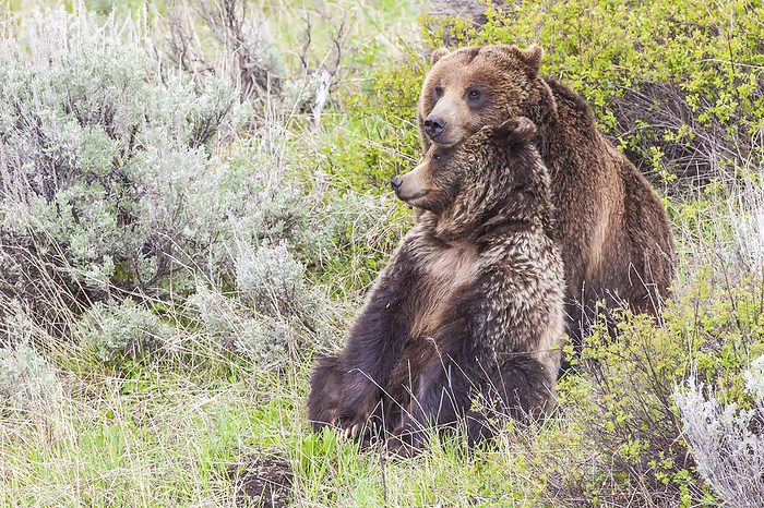 Pair of a brown bears (Ursus arctos) cuddling in a grassy meadow during mating season in Yellowstone National Park; Wyoming, United States of America, Photo by Tom Murphy / Design Pics