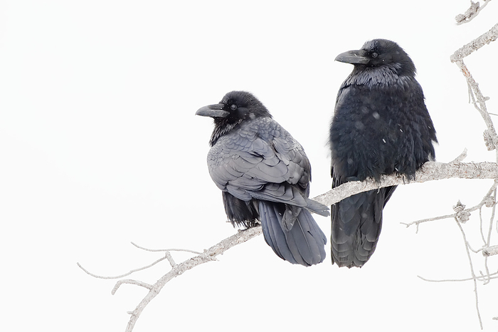View taken from behind of a pair of ravens (Corvus corax) perched on tree branch in the snow in Yellowstone National Park; Wyoming, United States of America, Photo by Tom Murphy / Design Pics