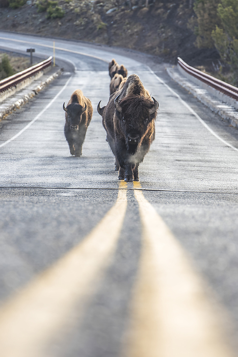 Herd of American Bison (Bison bison) walking in a row down the middle of the road on the solid yellow lines in Yellowstone National Park; United States of America, Photo by Tom Murphy / Design Pics