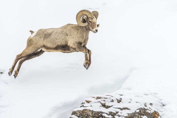 Bighorn sheep (Ovis canadensis) leaping to a rock in snow, Yellowstone National Park; United States of America, Photo by Tom Murphy / Design Pics