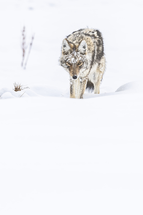 Coyote (Canis latrans) with snow-covered face walking in snow; Montana, United States of America, Photo by Tom Murphy / Design Pics
