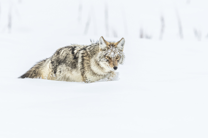 Coyote (Canis latrans) with snow-covered face walking in snow; Montana, United States of America, Photo by Tom Murphy / Design Pics