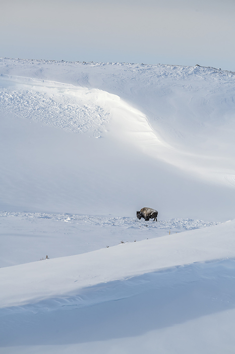 Lone, bull American bison (Bison bison) roaming the snowy hills struggling against the cold winter in Yellowstone National Park; Wyoming, United States of America, Photo by Tom Murphy / Design Pics
