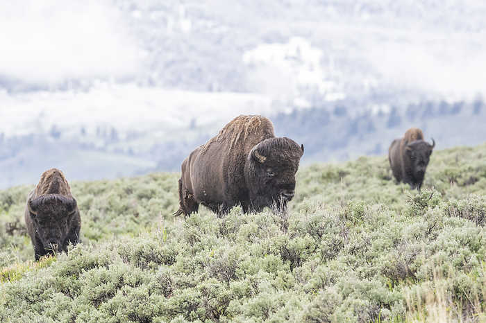 Herd of American bison (Bison bison) grazing on the sagebrush (Artemisia tridentata) on the open range in Yellowstone National Park;  United States of America, Photo by Tom Murphy / Design Pics