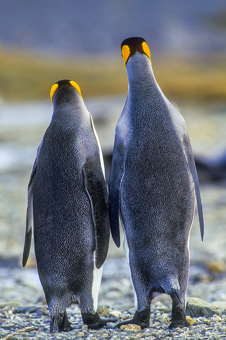 View taken from behind of a pair of king penguins (Aptenodytes patagonicus) standing side by side; Antarctic Peninsula, Antarctica, Photo by Tom Murphy / Design Pics