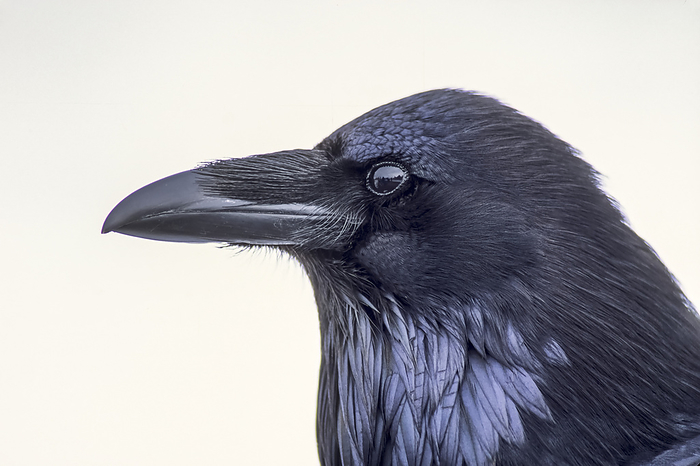 Close-up portrait of a raven (Corvus corax); Yellowstone National Park, United States of America, Photo by Tom Murphy / Design Pics