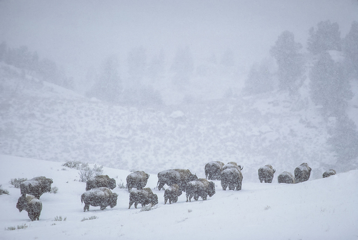 Snow covered herd of American bison (Bison bison) walking along route through the snow covered fields in a snowstorm; Yellowstone National Park, United States of America, Photo by Tom Murphy / Design Pics