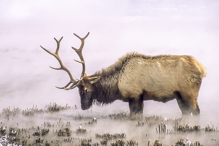 Close-up of bull elk (Cervus canadensis) in late February, thin and with antlers beat up and broken, enduring the long winter by finding food in the thermal heated water, pulling coarse reeds from the mud, Yellowstone National Park; Wyoming, United States of America, Photo by Tom Murphy / Design Pics
