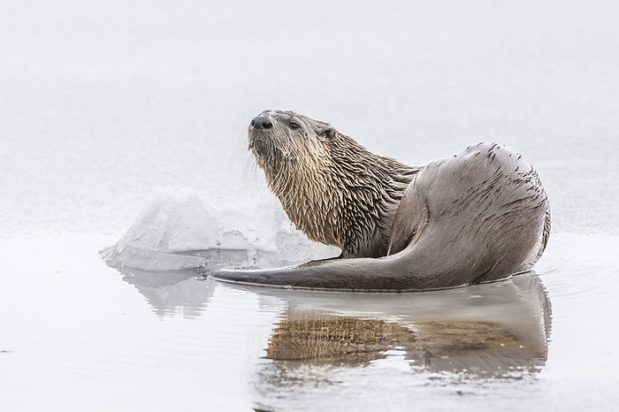 Portrait of a northern river otter (Lutra canadensis) lying on the ice looking up from the icy water; Yellowstone National Park, United States of America, Photo by Tom Murphy / Design Pics