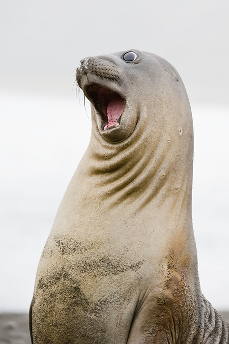 Portrait of southern elephant seal pup (Mirounga leonina) with a comical expression while play fighting; South Georgia Island, Antarctica, Photo by Tom Murphy / Design Pics