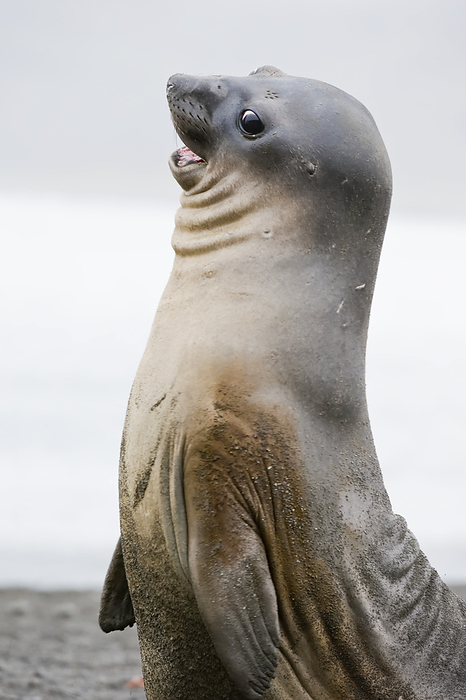 Portrait of southern elephant seal pup (Mirounga leonina) with a comical expression while play fighting; South Georgia Island, Antarctica, Photo by Tom Murphy / Design Pics