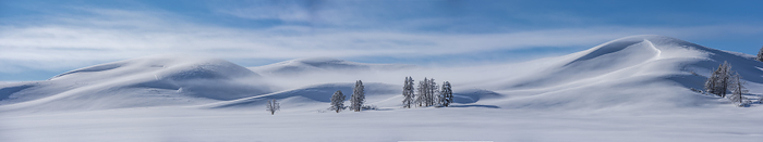 Drifting snow on the slopes of Hayden Valley with Lodgepole pine trees (Pinus contorta) in deep snow in Yellowstone National Park in winter; Wyoming, United States of America, Photo by Tom Murphy / Design Pics