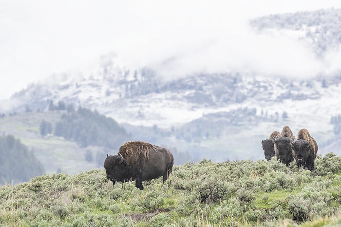 A herd of American Bison (Bison bison) grazes in a sagebrush meadow with hills and a snowy mountainside in the background in Lamar Valley of Yellowstone National Park; Wyoming, United States of America, Photo by Tom Murphy / Design Pics