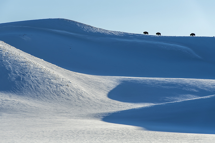 American bison (Bison bison) roaming the snowy hilltops against a clear blue sky looking for food in the Hayden Valley; Yellowstone National Park, Wyoming, United States of America, Photo by Tom Murphy / Design Pics