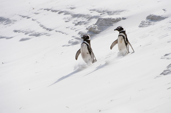 Two magellanic penguins (Spheniscus magellanicus) shuffling and sliding through the sand while enjoying the walk down a sandy slope; Antarctica, Photo by Tom Murphy / Design Pics