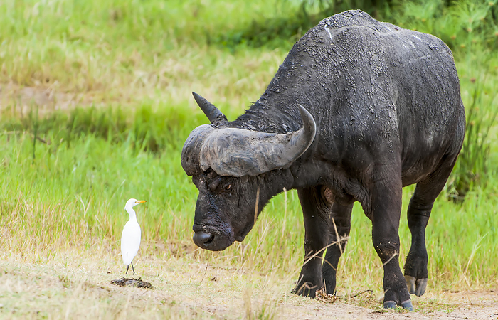 African buffalo (Syncerus caffer) bends down to look face to face with a cattle egret (Bubulcus ibis) in a grassy field; Rwanda, Photo by Tom Murphy / Design Pics
