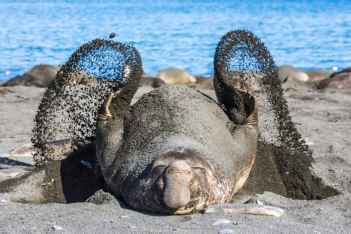 Southern elephant seal bull (Mirounga leonina) lying on his back on the beach flipping sand over his body to keep cool in the sunshine; South Georgia Island, Antarctica, Photo by Tom Murphy / Design Pics