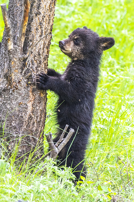 An American black bear cub (Ursus americanus) standing at the base of a Douglas fir tree (Pseudotsuga menziesii) in Yellowstone National Park, deciding whether to attempt the climb. The American black bear is one of eight species of bear in the world and one of three on the North American continent; Wyoming, United States of America, Photo by Tom Murphy / Design Pics