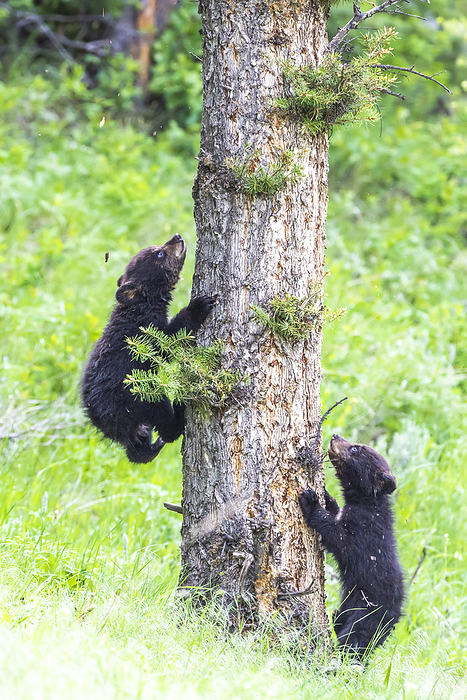 Two American black bear cubs (Ursus americanus) learning to climb a Douglas fir tree (Pseudotsuga menziesii) in Yellowstone National Park. The American black bear is one of eight species of bear in the world and one of three on the North American continent; Wyoming, United States of America, Photo by Tom Murphy / Design Pics