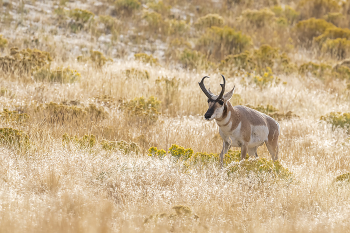 A pronghorn antelope (Antilocapra americana) in a field of yellow grass and wildflowers; Montana, United States of America, Photo by Tom Murphy / Design Pics