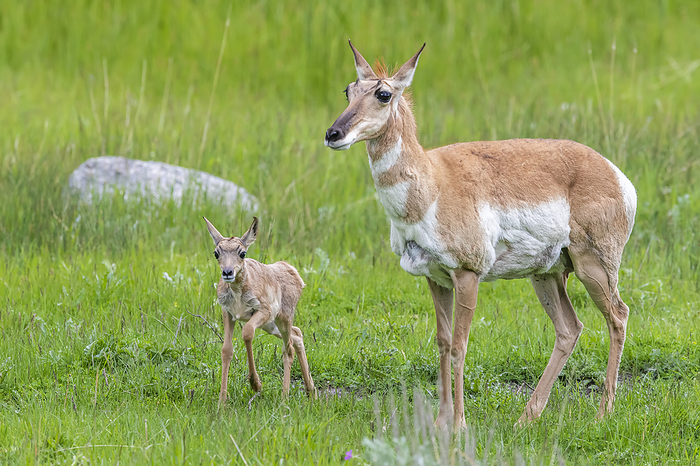Portrait of a pronghorn antelope doe (Antilocapra americana) and her fawn standing in a grass field; Yellowstone National Park, United States of America, Photo by Tom Murphy / Design Pics