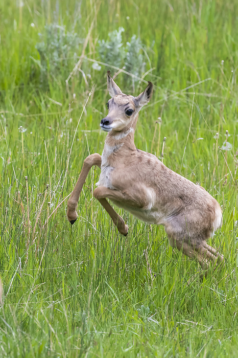 Portrait of a pronghorn antelope fawn (Antilocapra americana) leaping in a field and looking at the camera; Yellowstone National Park, United States of America, Photo by Tom Murphy / Design Pics