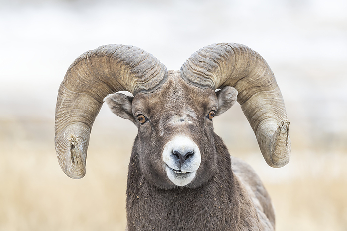 Portrait of a bighorn sheep ram (Ovis canadensis) looking at camera; Montana, United States of America, Photo by Tom Murphy / Design Pics