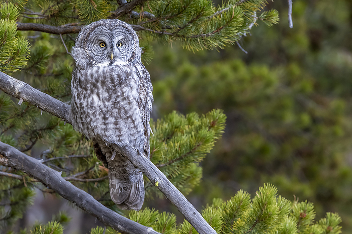 Portrait of a great gray owl (Strix nebulosa) perched on a tree branch of a lodgepole pine (pinus contorta); Yellowstone National Park, United States of America, Photo by Tom Murphy / Design Pics