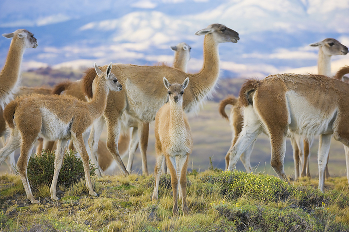 Guanaco (Lama guanicoe) herd standing on the mountainside grazing on the vegetation with a young Guanaco (chulengos) looking at the camera, Torres del Paine National Park; Patagonia, Chile, Photo by Bilderbuch / Design Pics