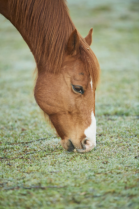 Close-up of a chestnut colored horse (Equus ferus caballus) bending down and grazing on a grassy meadow; Bavaria, Germany, Photo by David & Micha Sheldon / Design Pics