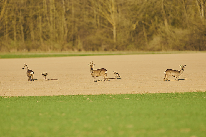 Roe deer (Capreolus capreolus) standing in a field at varying levels, some looking at the camera; Bavaria, Germany, Photo by David & Micha Sheldon / Design Pics