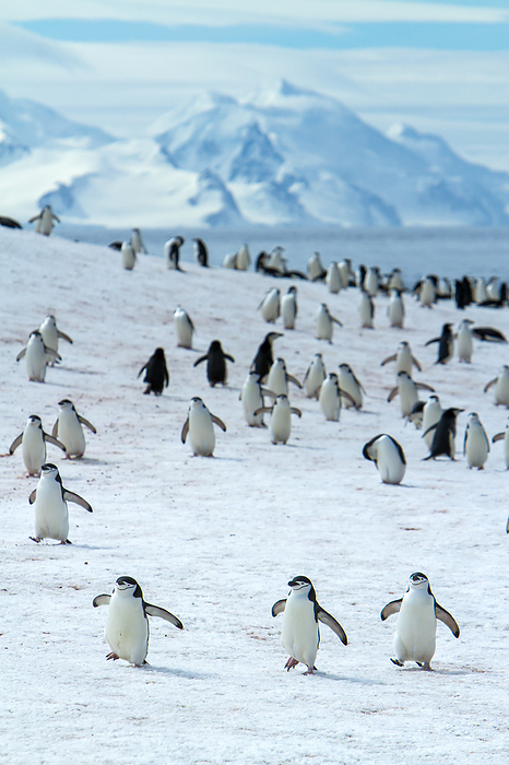 Chinstrap penguins walking in a snowy landscape., Photo by Ralph Lee Hopkins / Design Pics