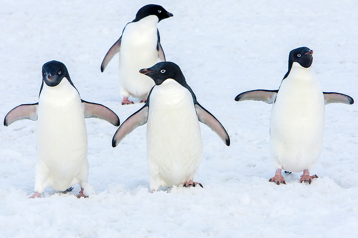 Four Adelie penguins stand on a bed of snow., Photo by Ralph Lee Hopkins / Design Pics